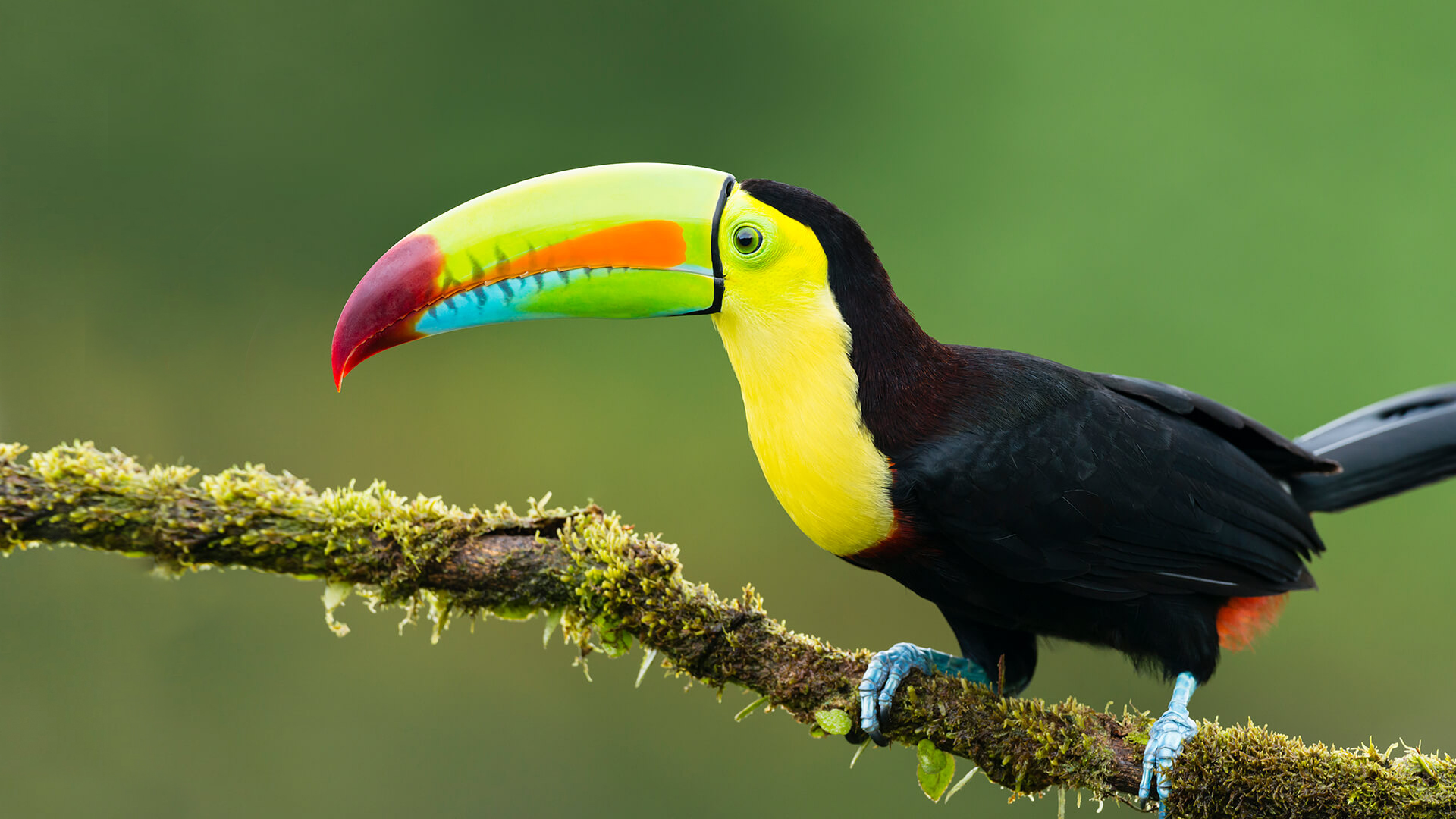 Toucan, Costa Rica