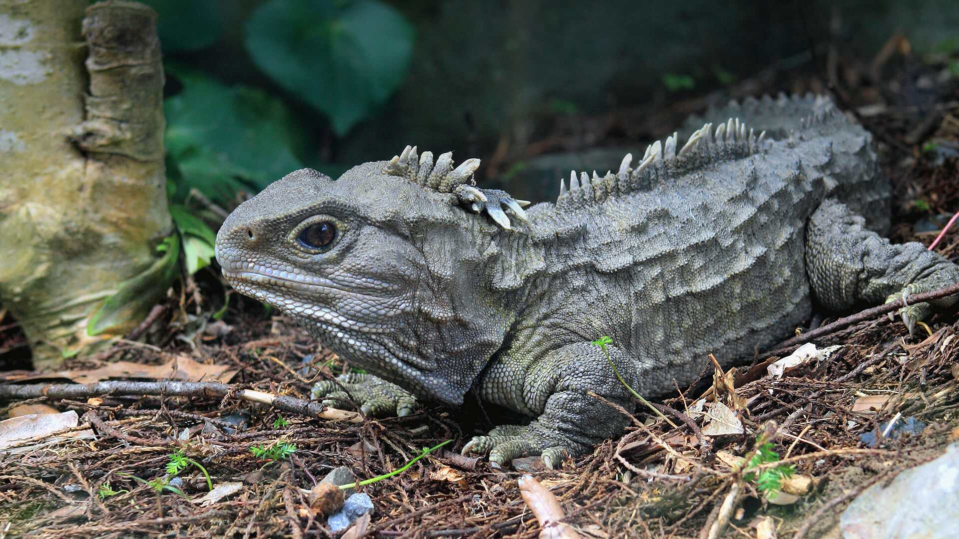 Tuatara in New Zealand forest