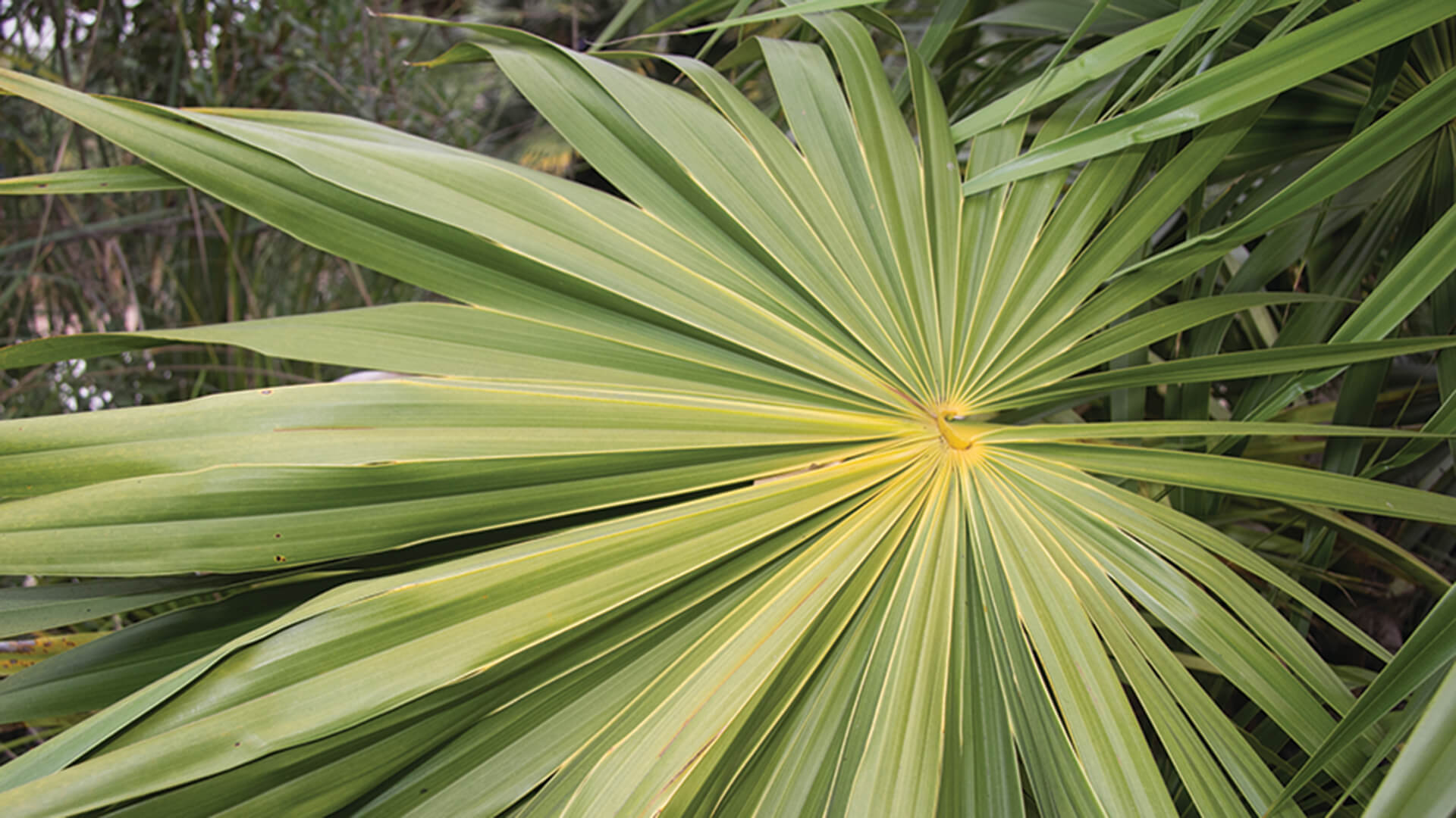 Close up of a fan palm frond.