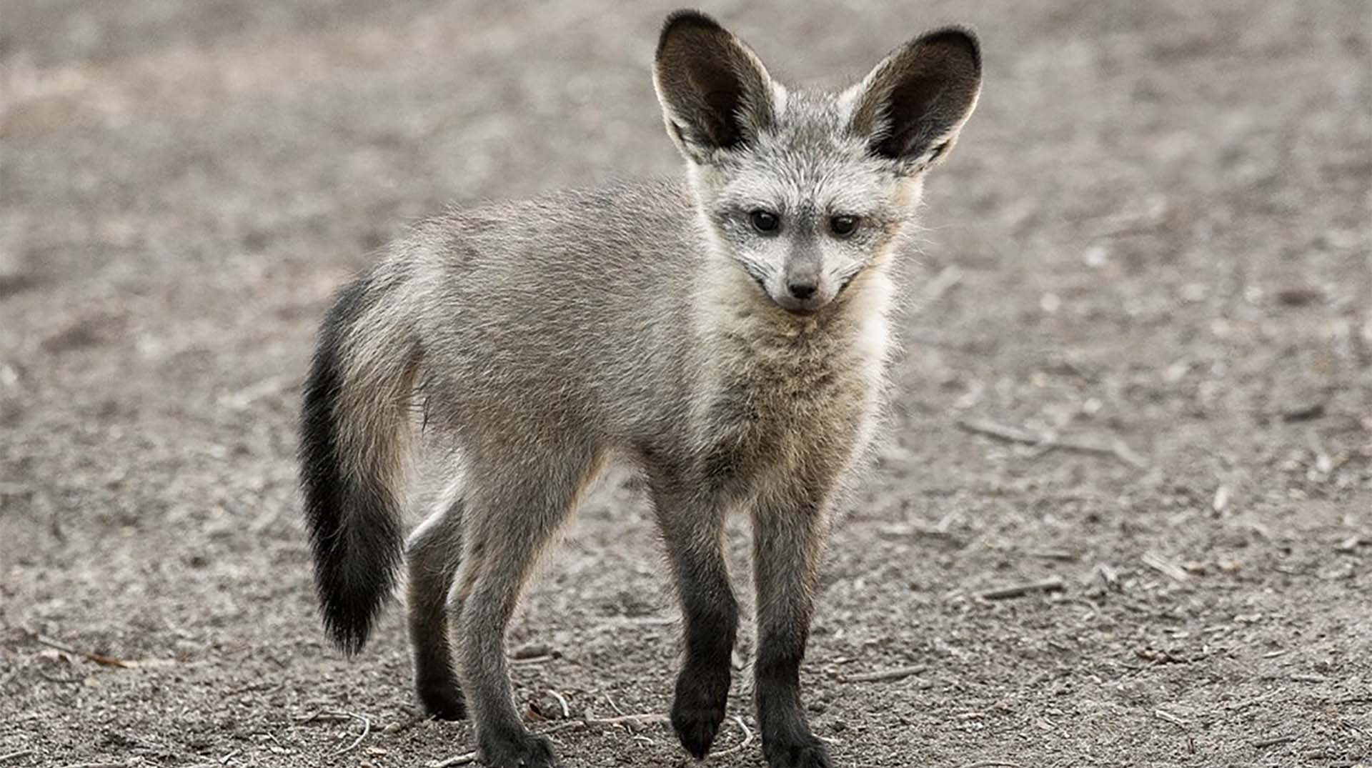 Bat-eared Fox | San Diego Zoo Animals & Plants
