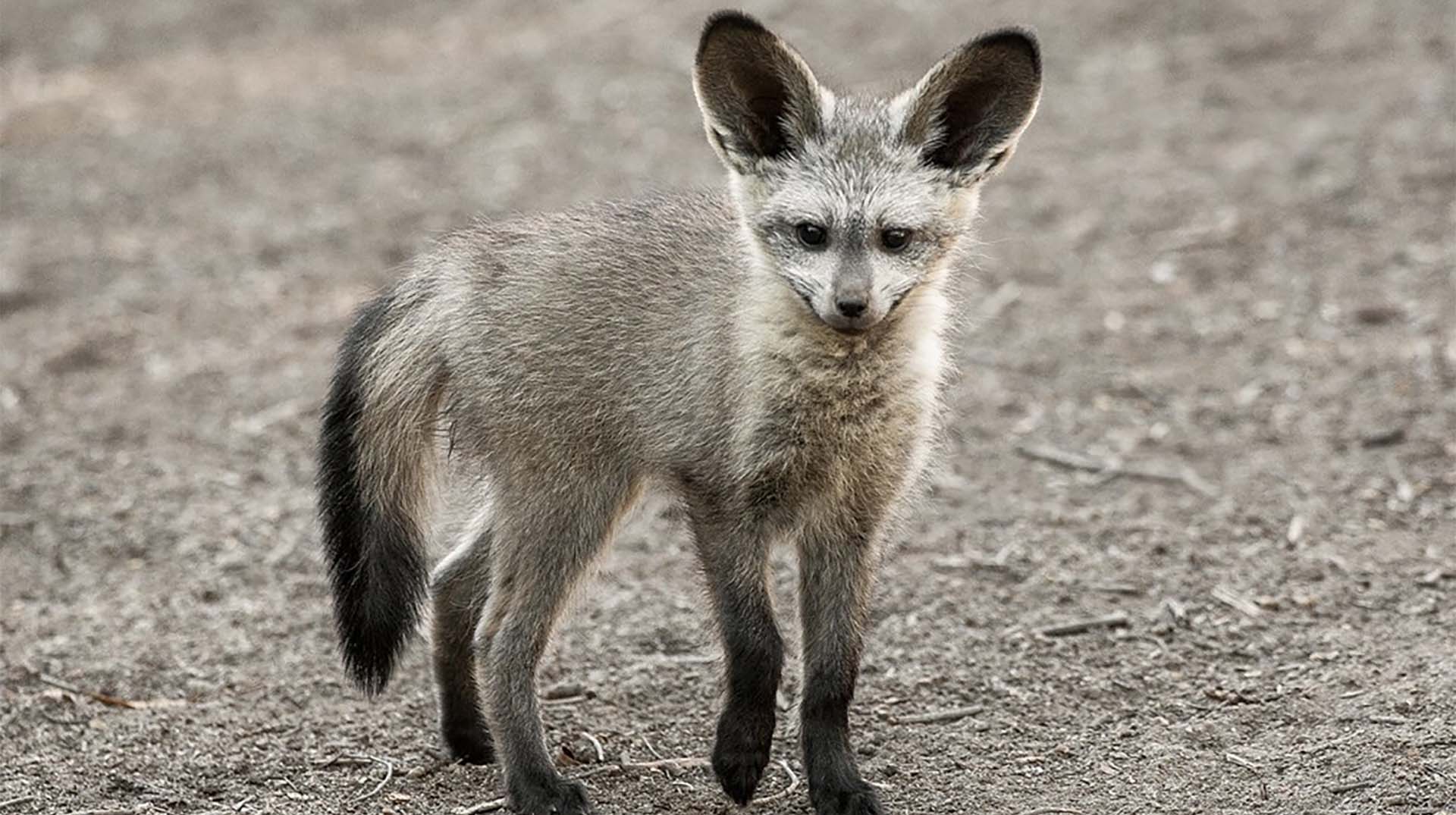 Bat-eared Fox | San Diego Zoo Animals & Plants1920 x 1075