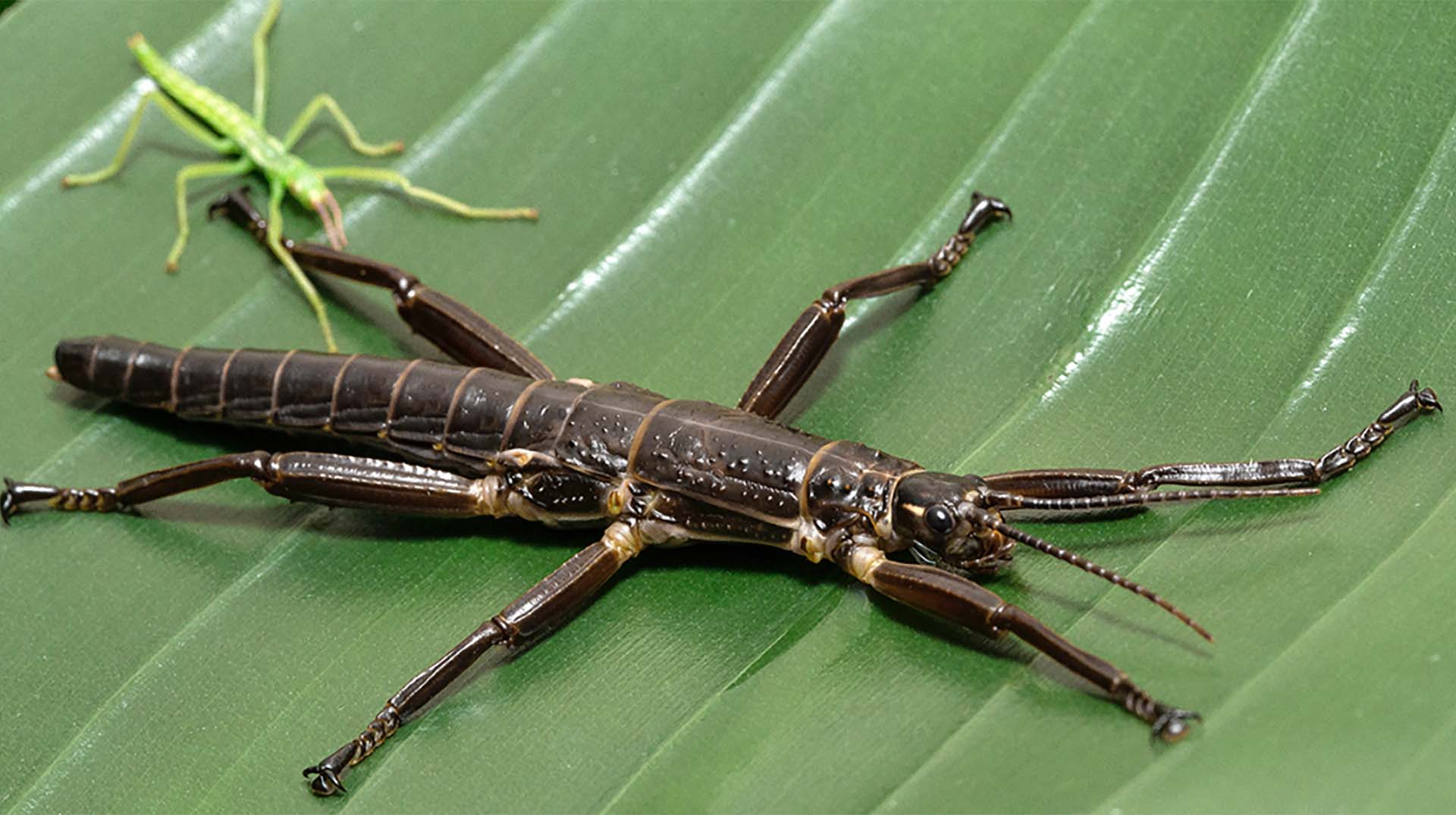 Stick Insect San Diego Zoo Animals & Plants