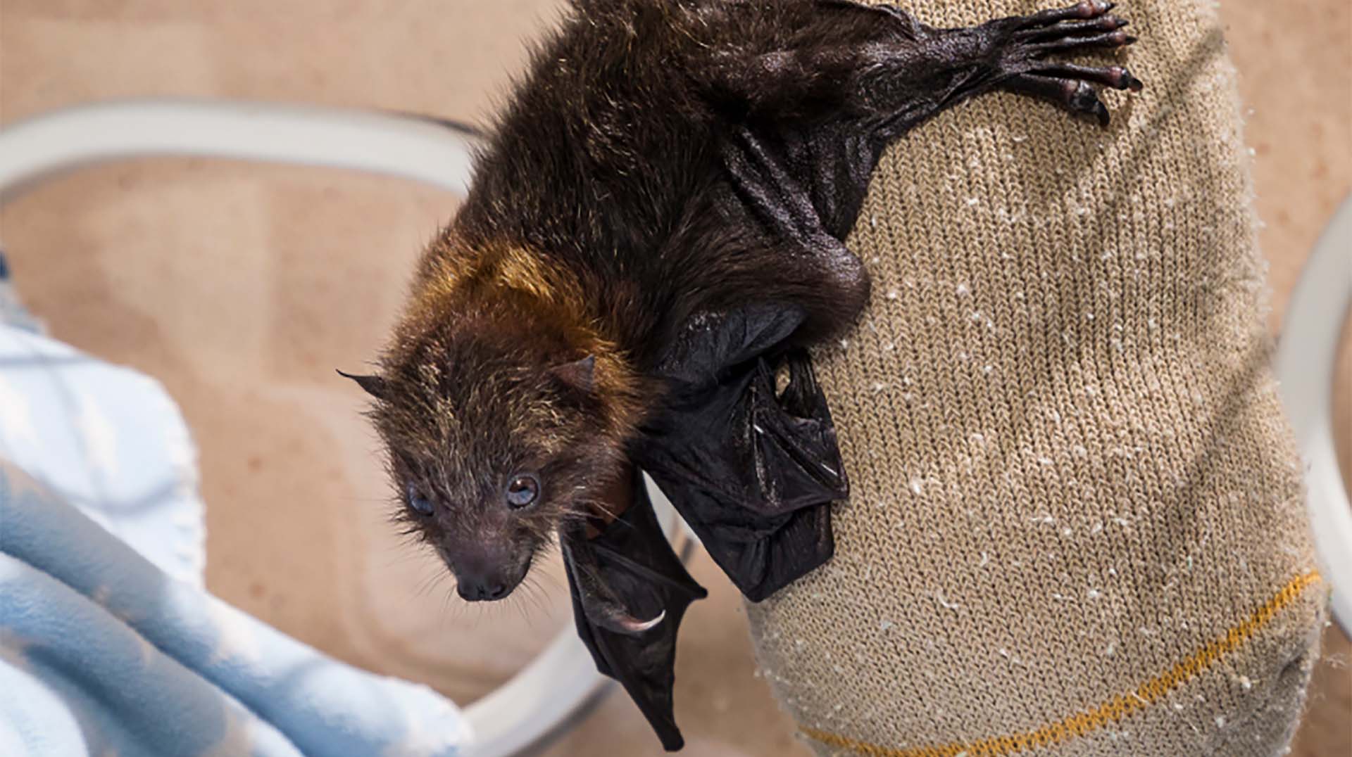 Bat San Diego Zoo Animals & Plants