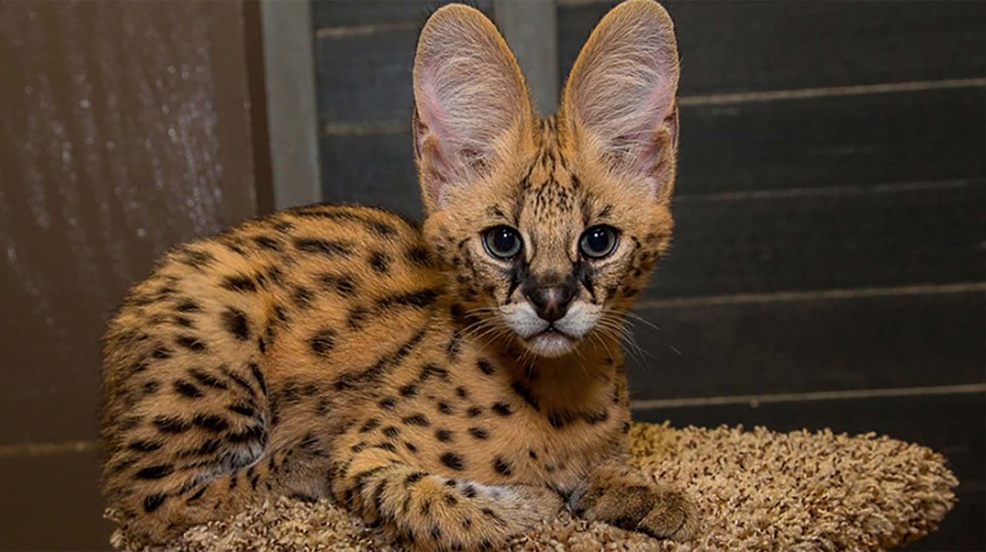 serval-san-diego-zoo-animals-plants