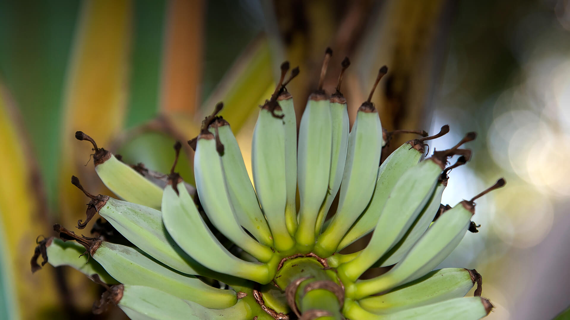 Banana San Diego Zoo Animals & Plants