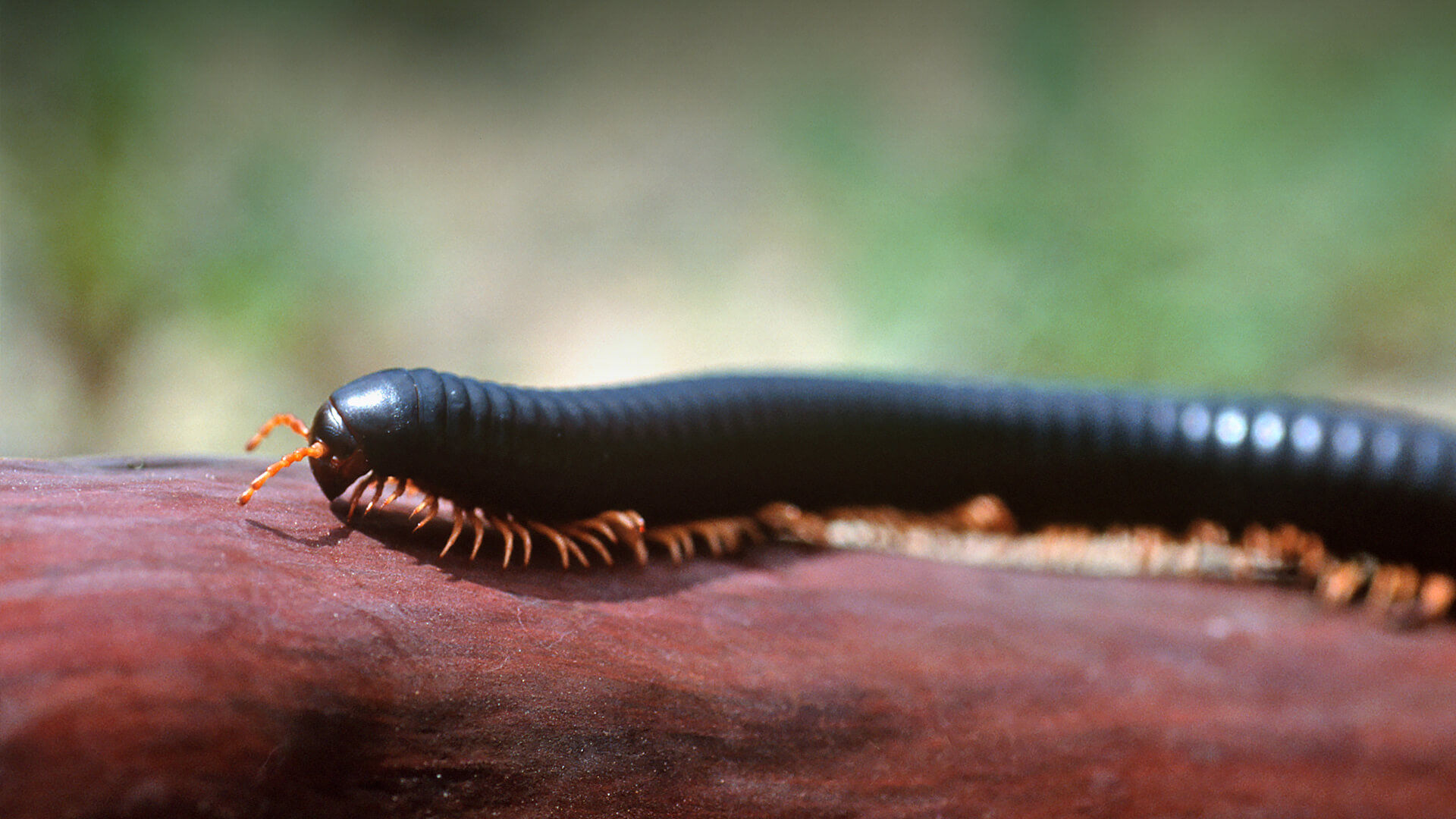 Giant African Millipede | San Diego Zoo Animals & Plants