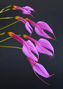 Masdevallia Orchid