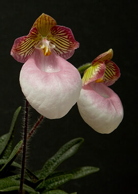 Tiny-flowered Paphiopedilum