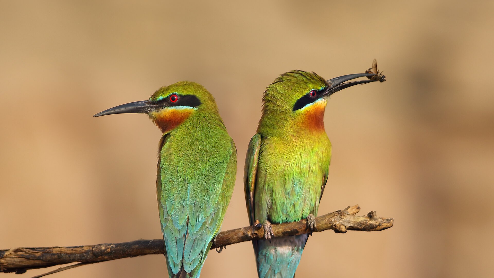 A pair of bee-eaters sitting on a branch, the right-hand bird holding a bee in its beak.
