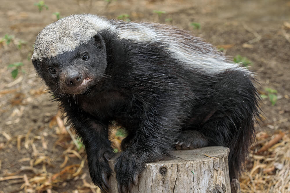 honey badger soft toy