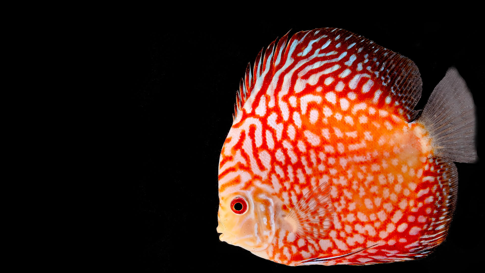 Orange discus fish cichlid