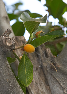 Mysore fig