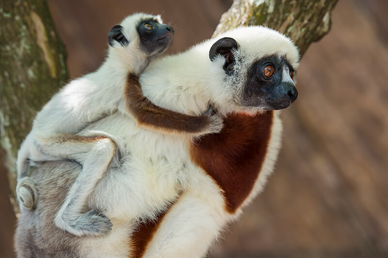 Captive Lemur Diets