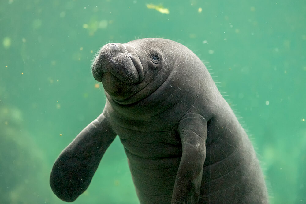 manatee-san-diego-zoo-animals-plants