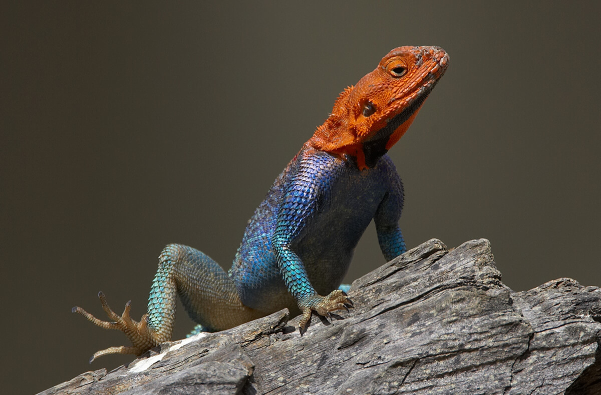 Lizard San Diego Zoo Animals & Plants