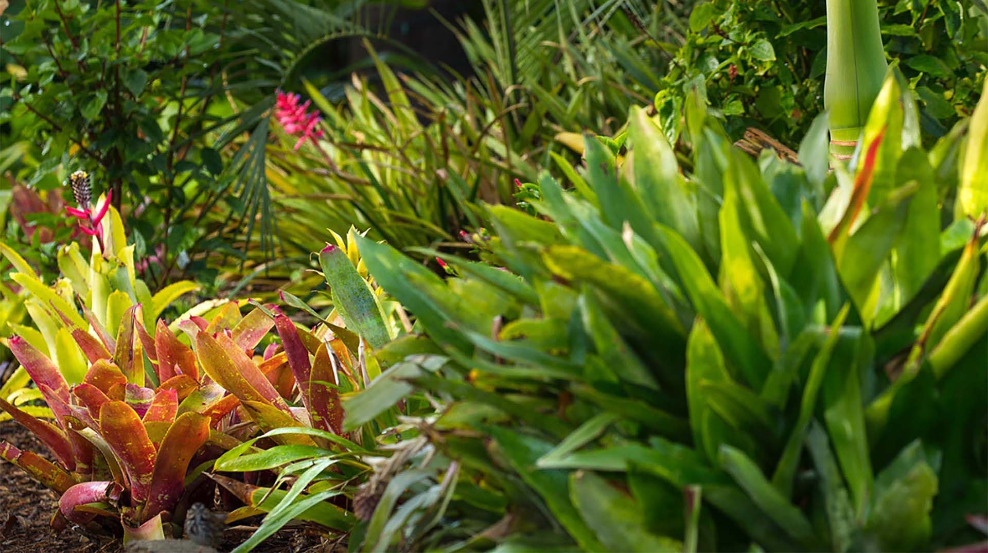 bromeliad san diego zoo animals plants bromeliad san diego zoo animals plants