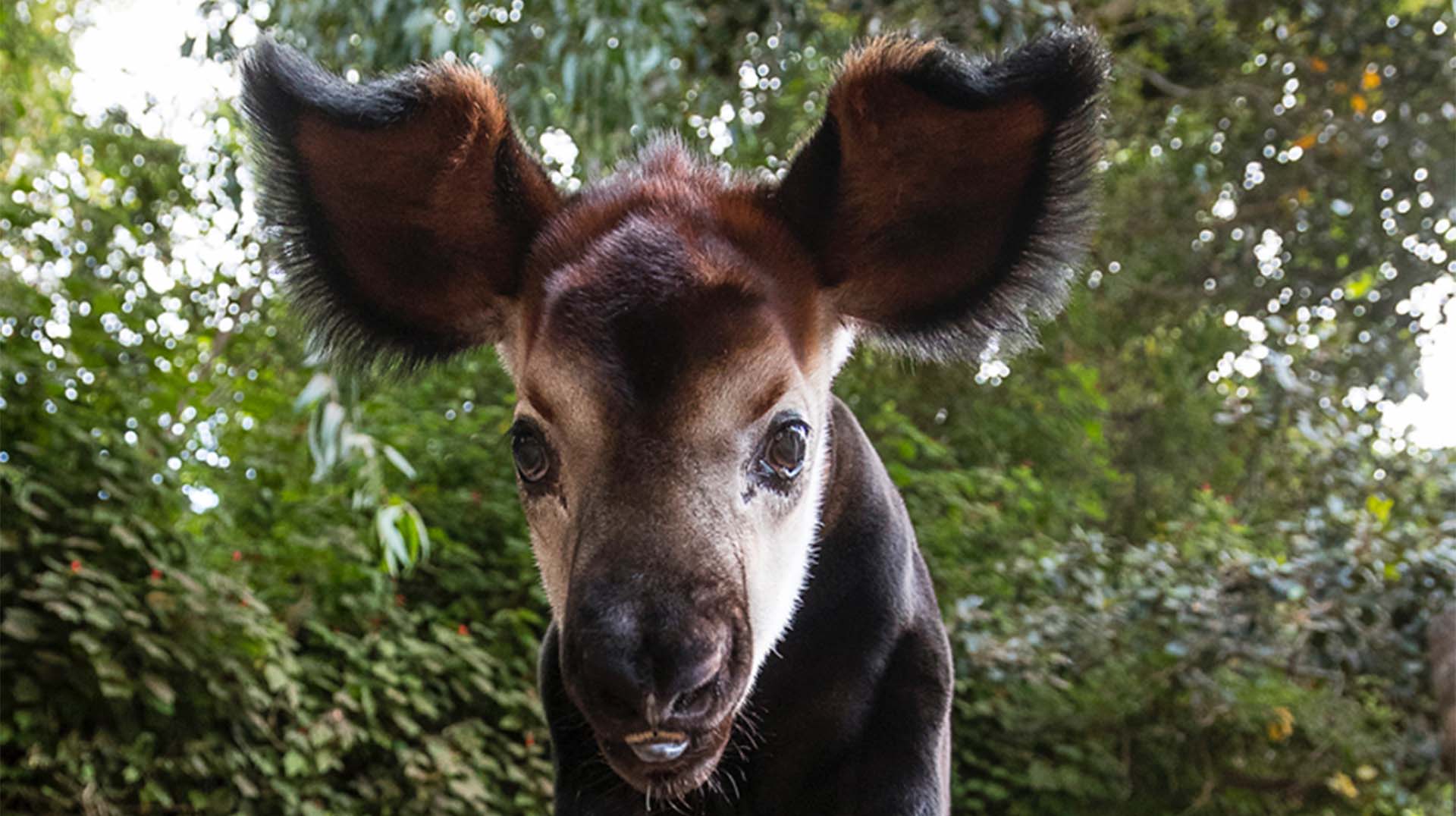 Okapi | San Diego Zoo Animals & Plants