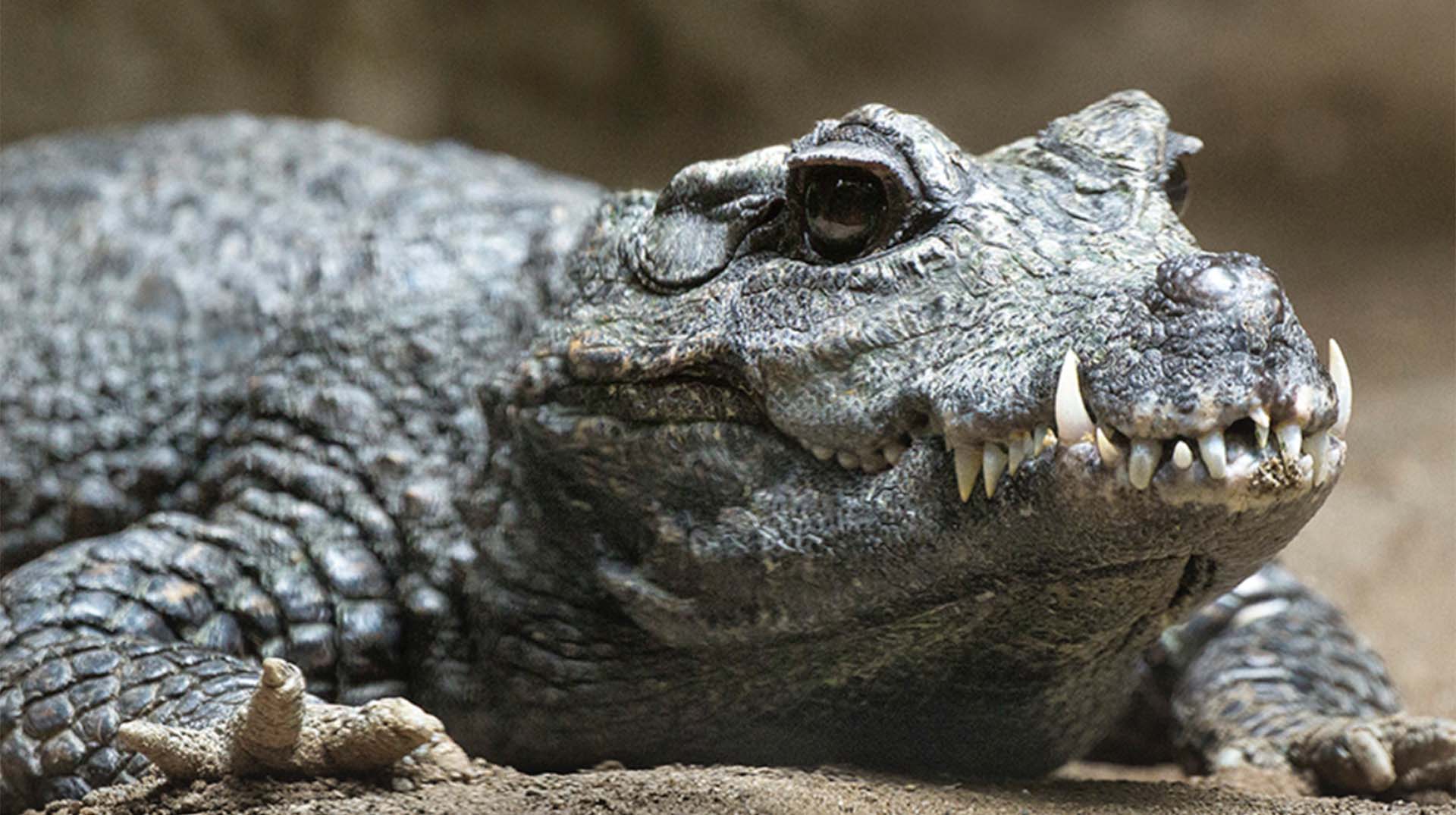 Crocodilian San Diego Zoo Animals And Plants