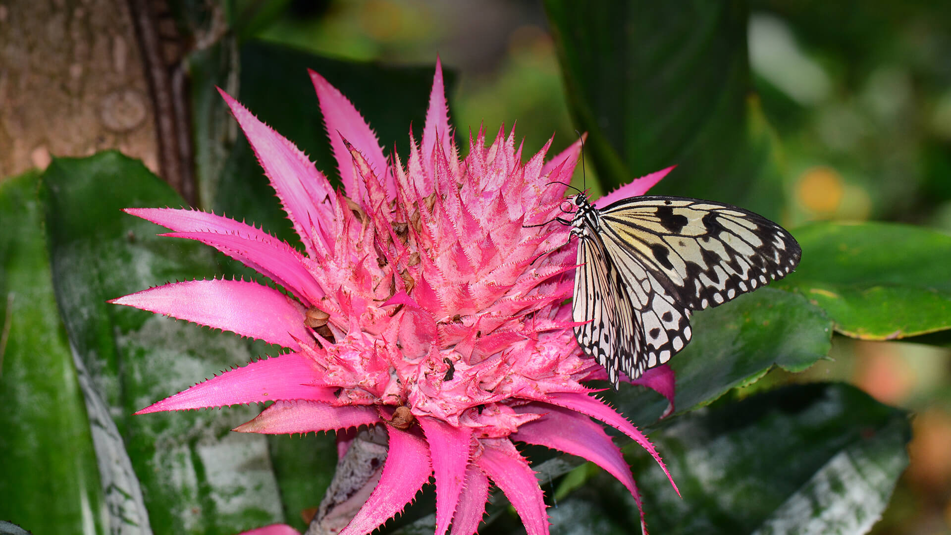 Butterfly sitting on a bright pink bromeliad flower