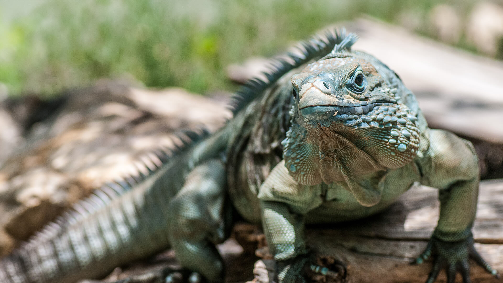 Grand Cayman Blue Iguana