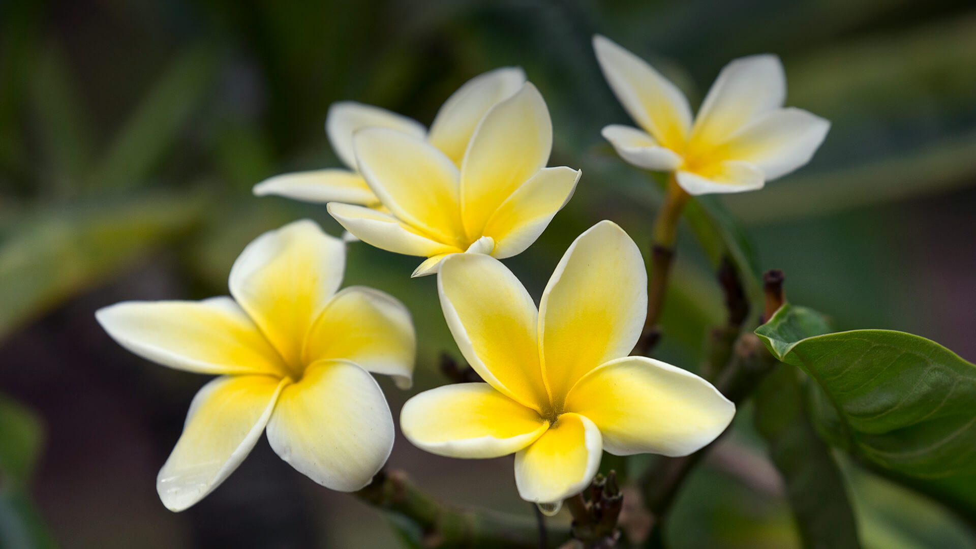 Graines De Frangipanier 'Yellow' (Plumeria) – Lot De 5 Graines – Arbre à Fleurs Parfumées – Pour Culture En Pot Ou Jardin