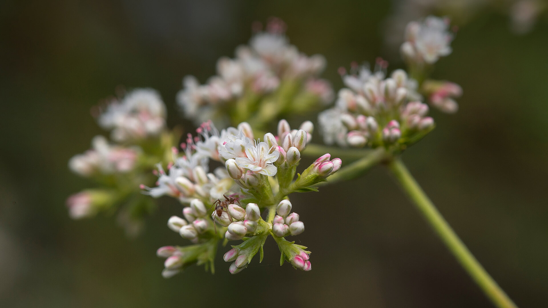 Close-up of a tiny ant crawling on a wild buckwheat's flowers.