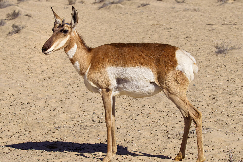 Pronghorn San Diego Zoo Animals & Plants