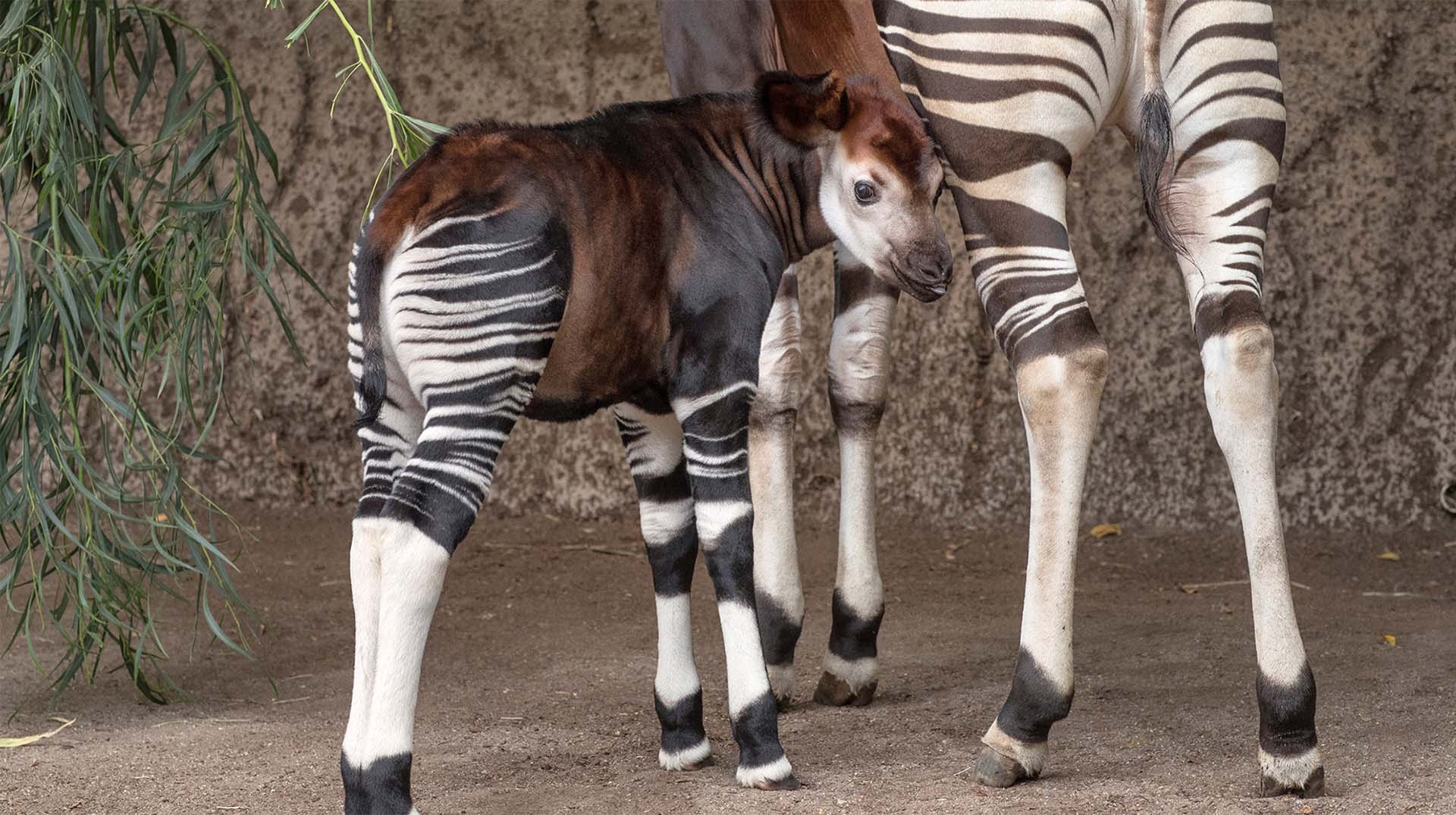 Okapi calf and mother