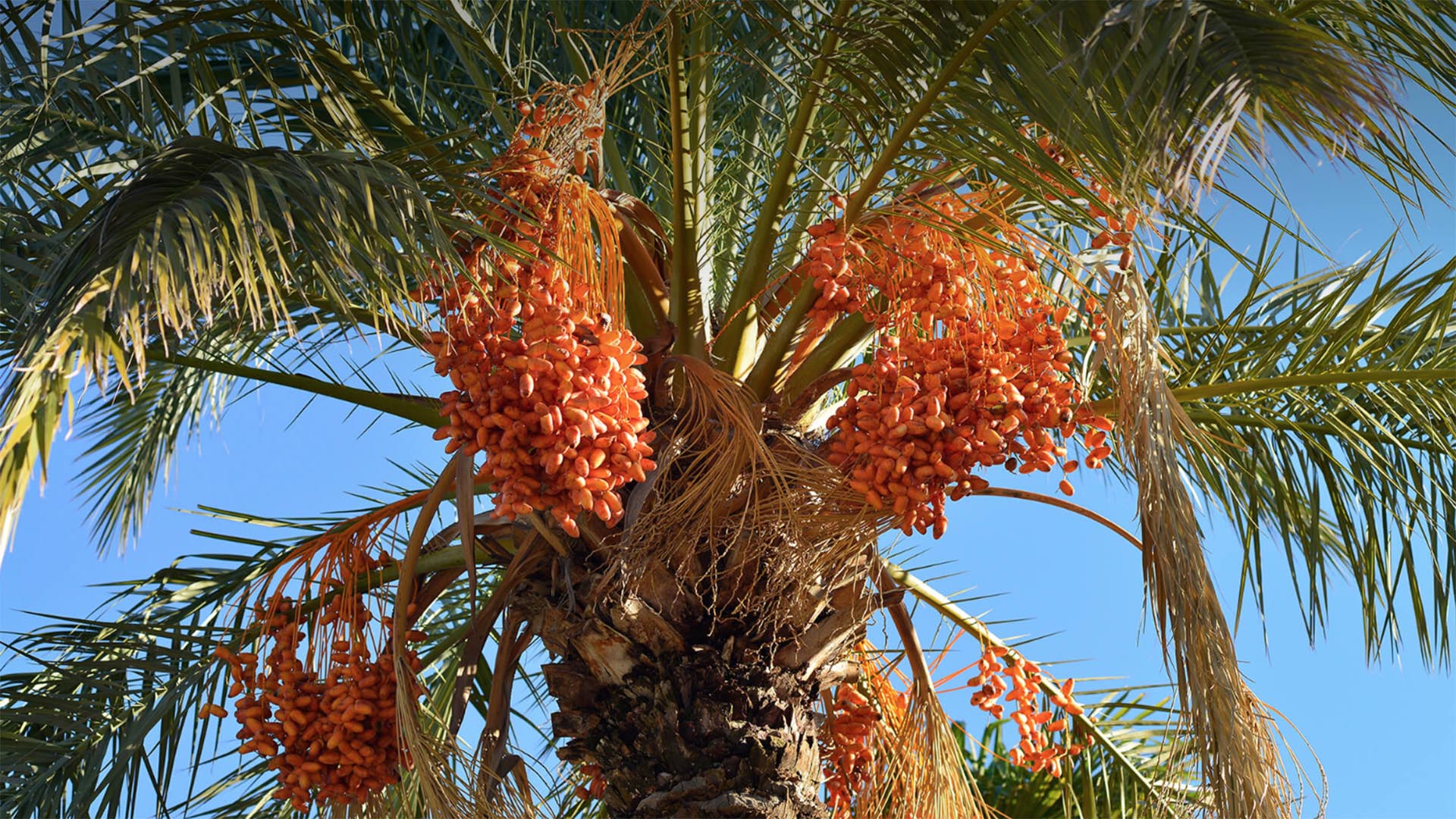 Date palm heavy with bright orange fruit