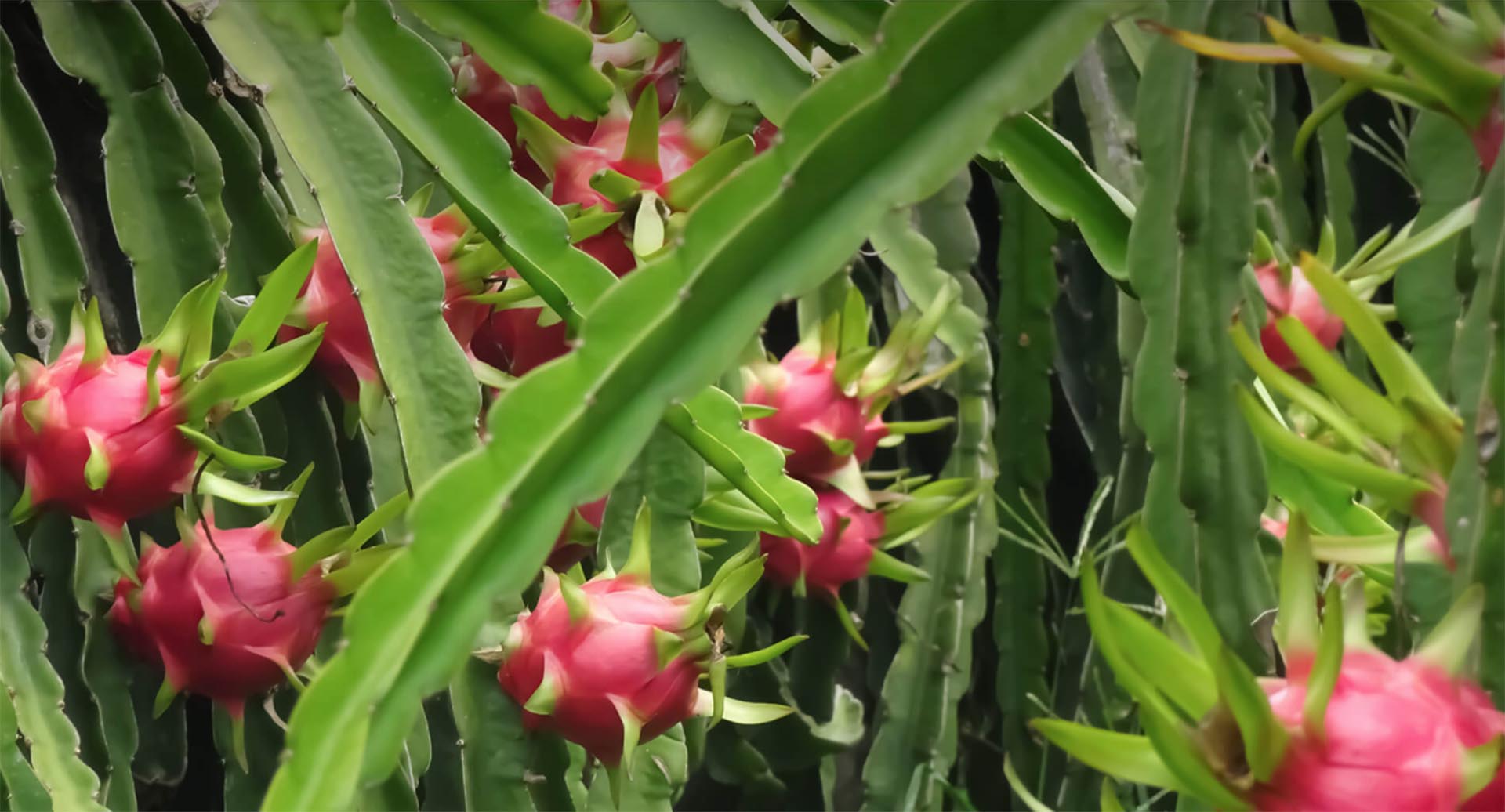 Pitaya fruit growing on plants
