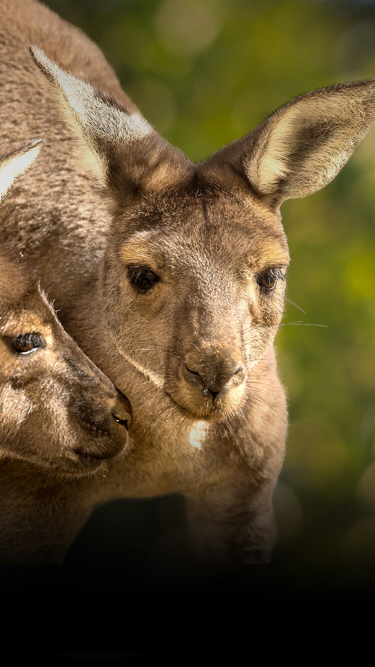 A pair of gray kangaroos in front of blurred bushes.