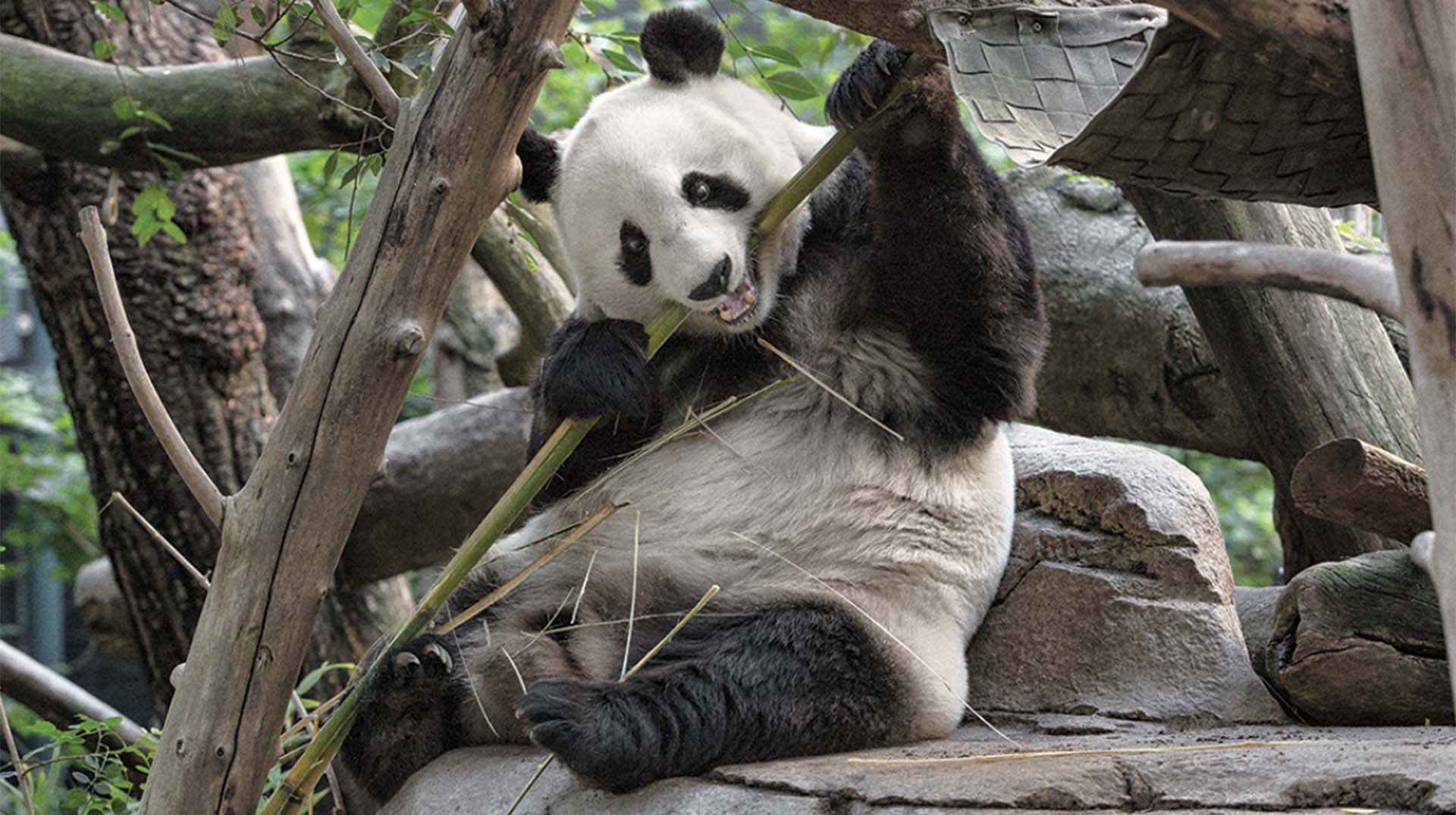 Giant Panda San Diego Zoo Animals & Plants