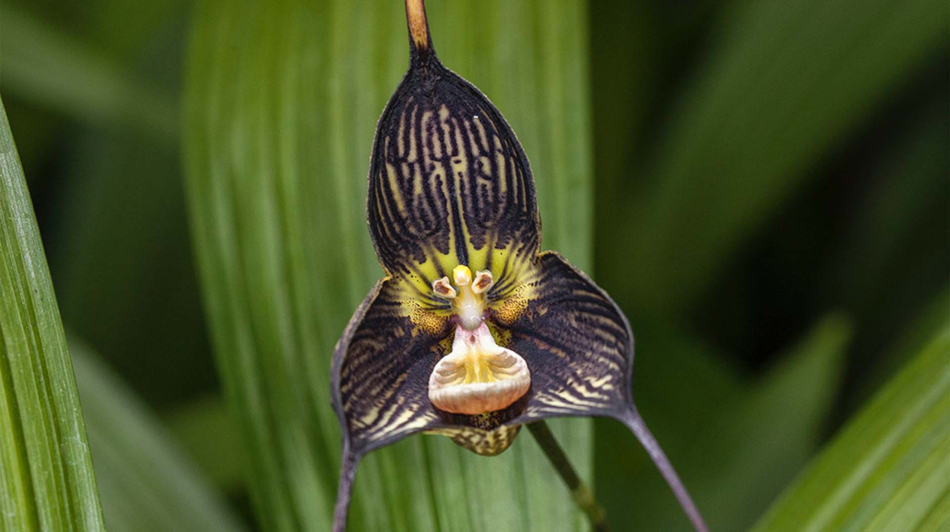 Orchid | San Diego Zoo Animals & Plants