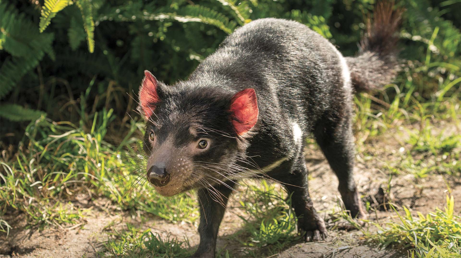 Tasmanian devil