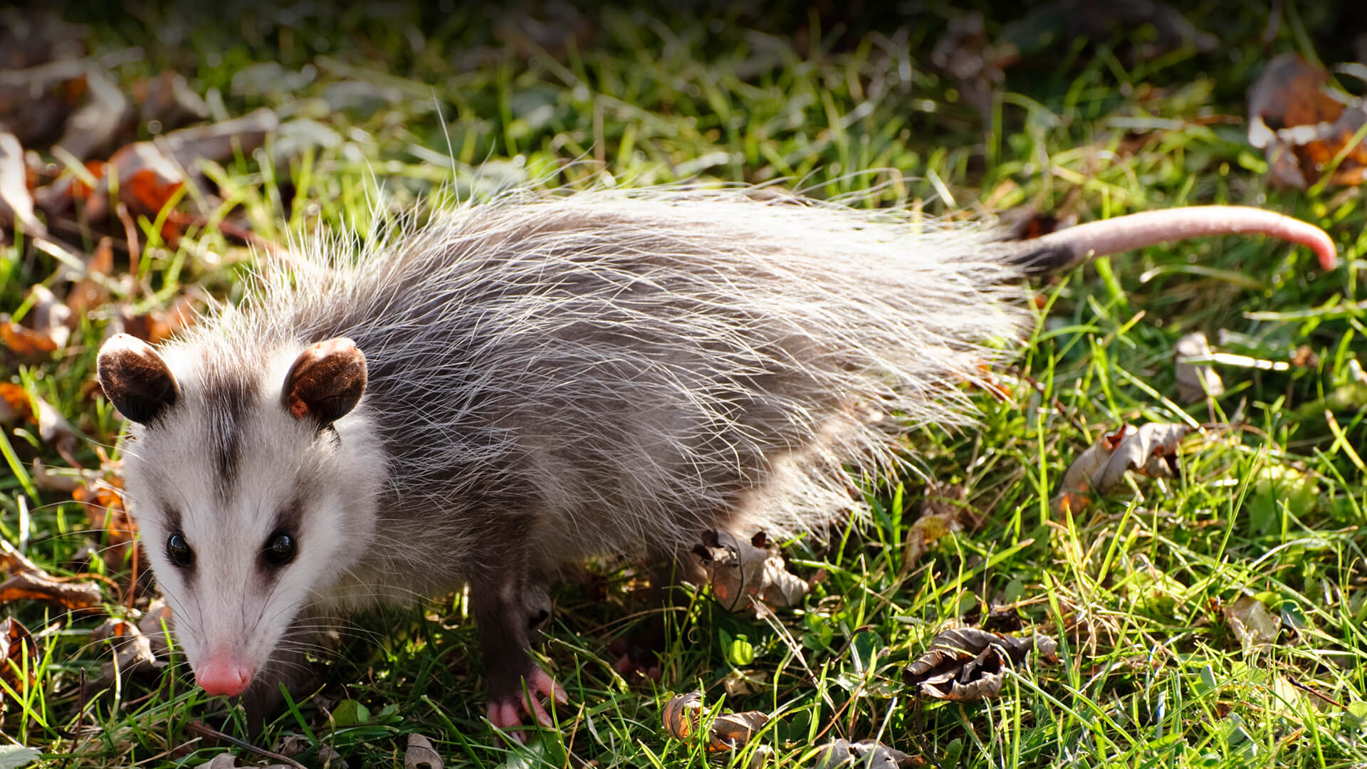 Opposum walking on green grass that is covered with fallen Autumn leaves.