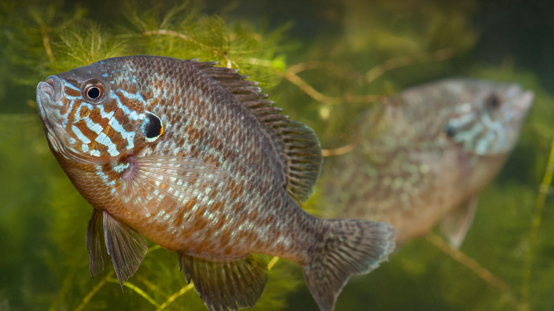 A pair of pumpkinseed sunfish under water.