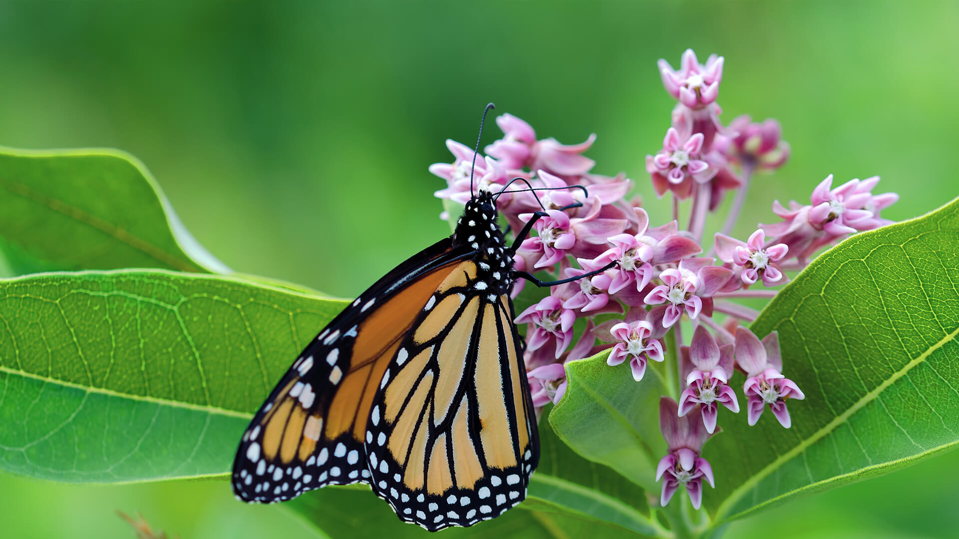 Monarch butterfly drinking nectar from milkweed flowers.