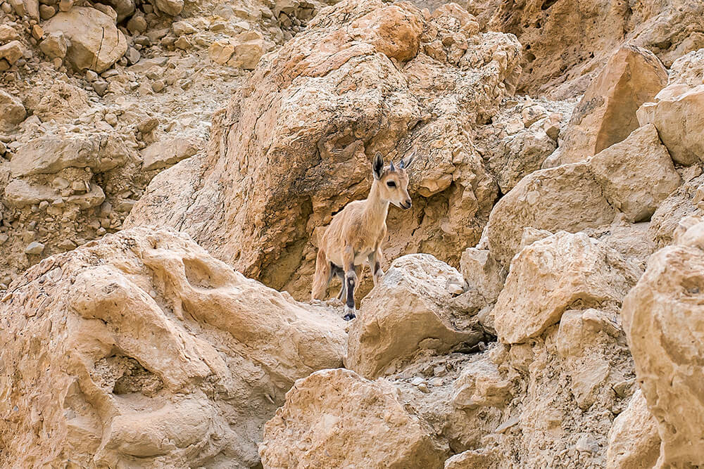 Nubian ibex baby on rocky cliff