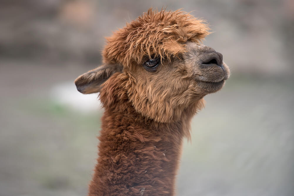 An alpaca showing off its soft fluffy wool