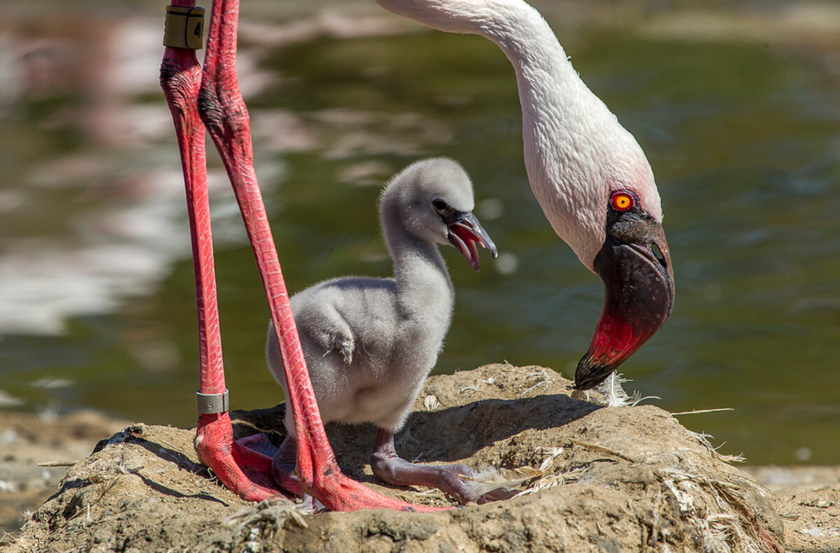 Lesser flamingo with young chick