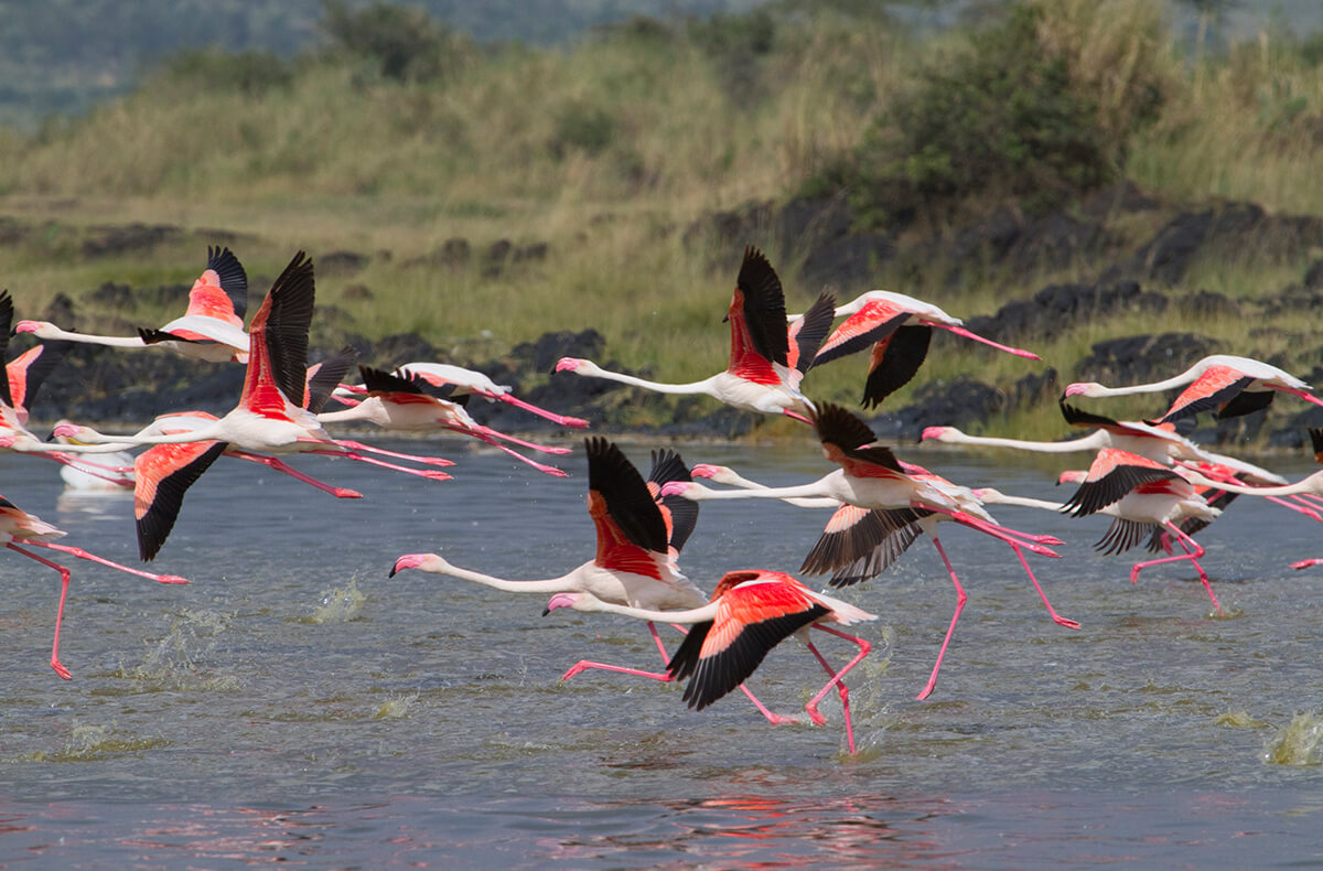 Lesser flamingos taking off from a lake in Kenya