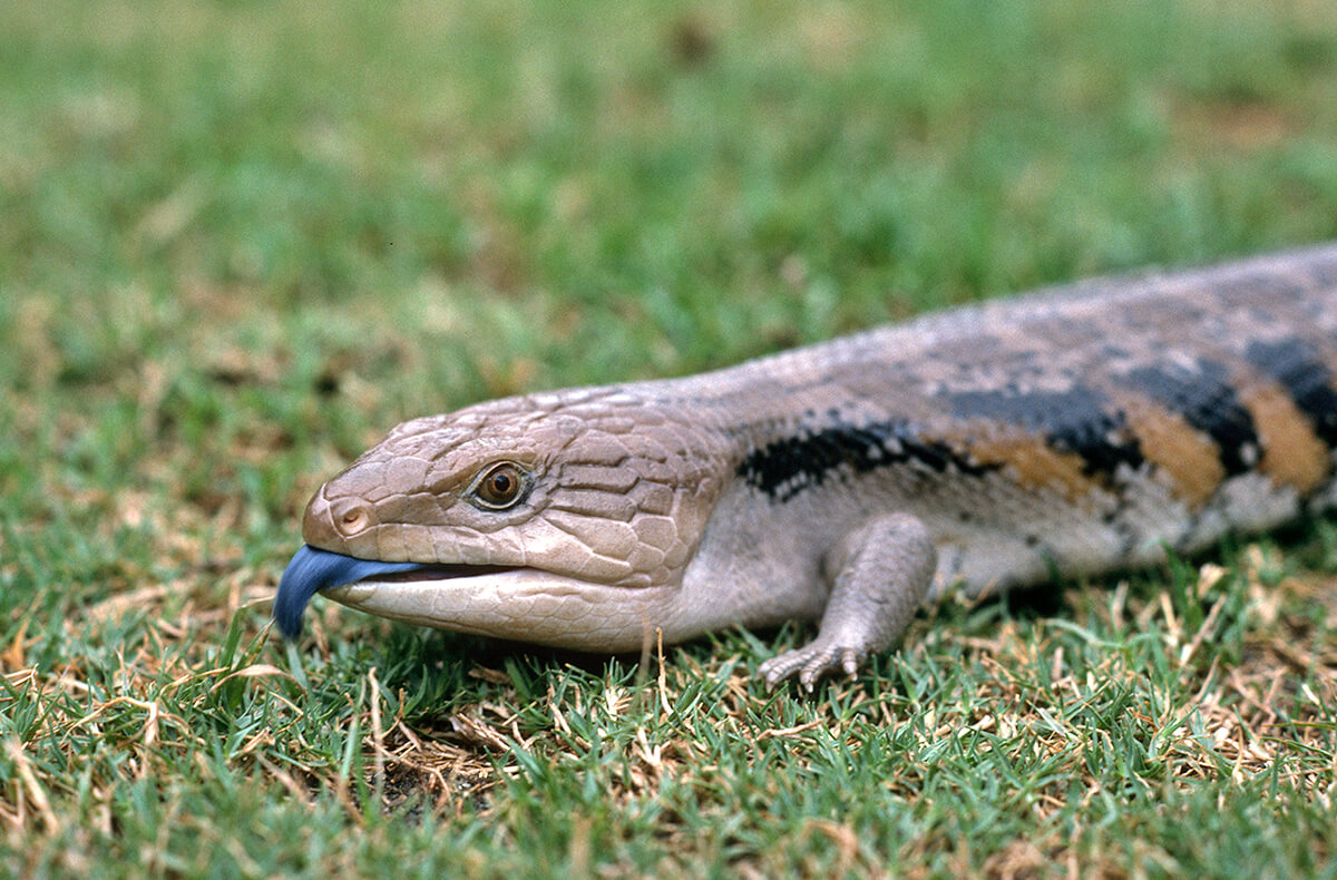 Blue-tongued skink walking on grass