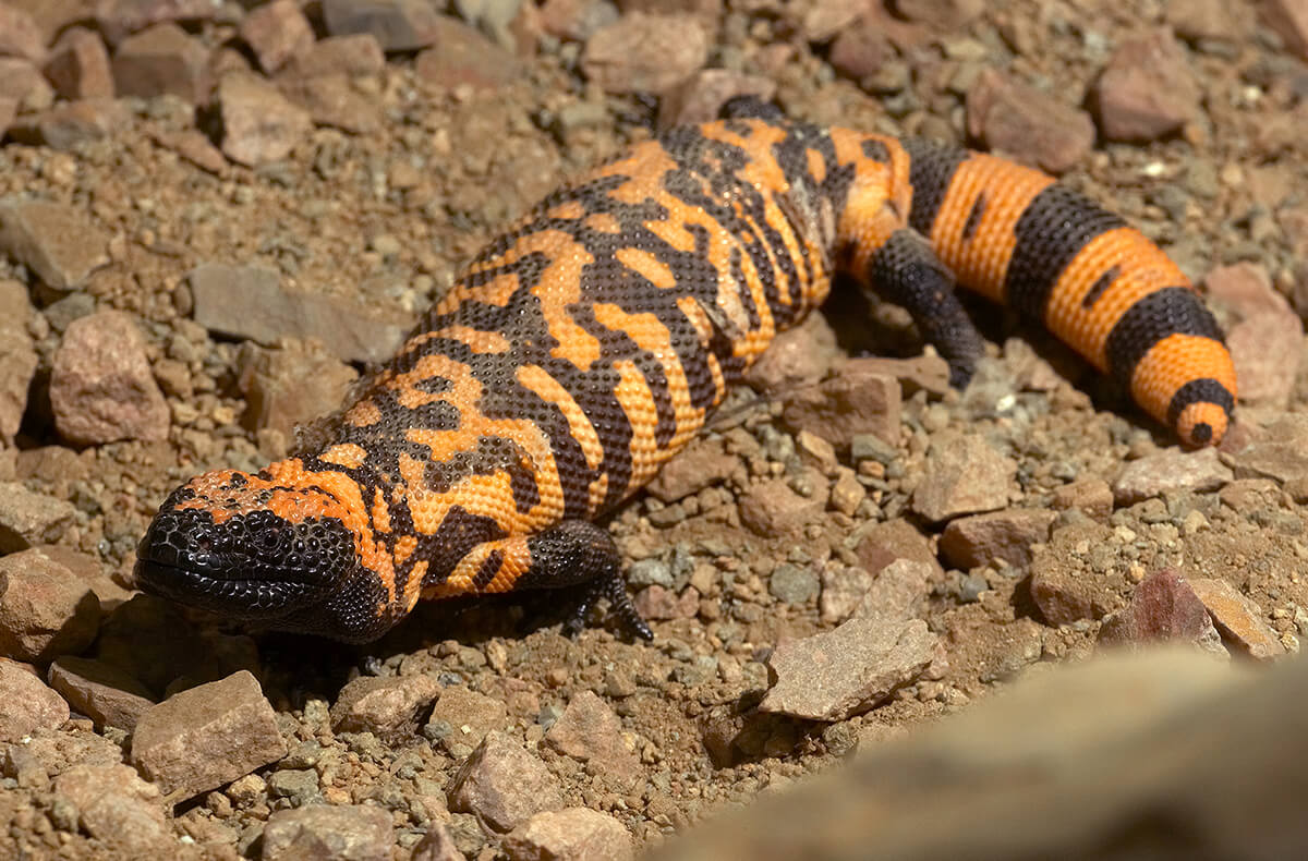 Gila monster laying on rocky dirt