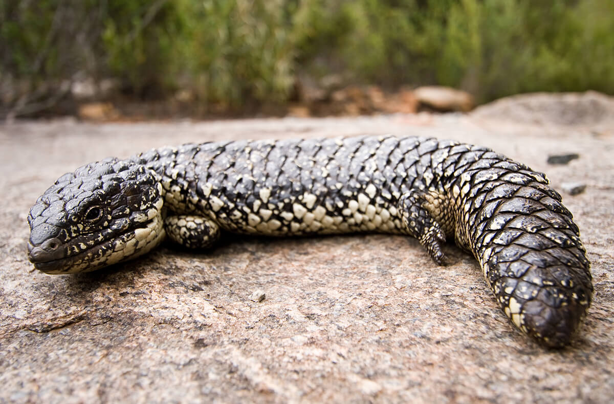 Shingle-backed skink