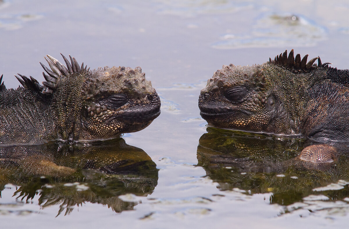 A pair of sleepy Galapagos marine iguanas half submerged in a shallow tide pool