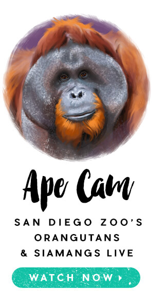 Watch San Diego Zoo's Orangutans and Siamangs live on Ape Cam.