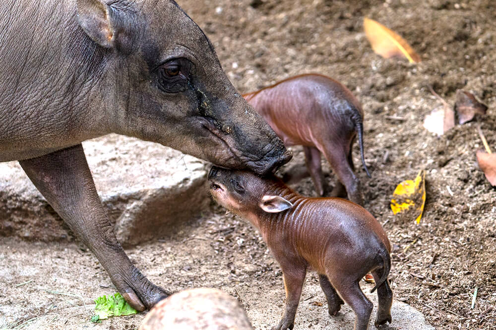 Babirusa mom and two piglets