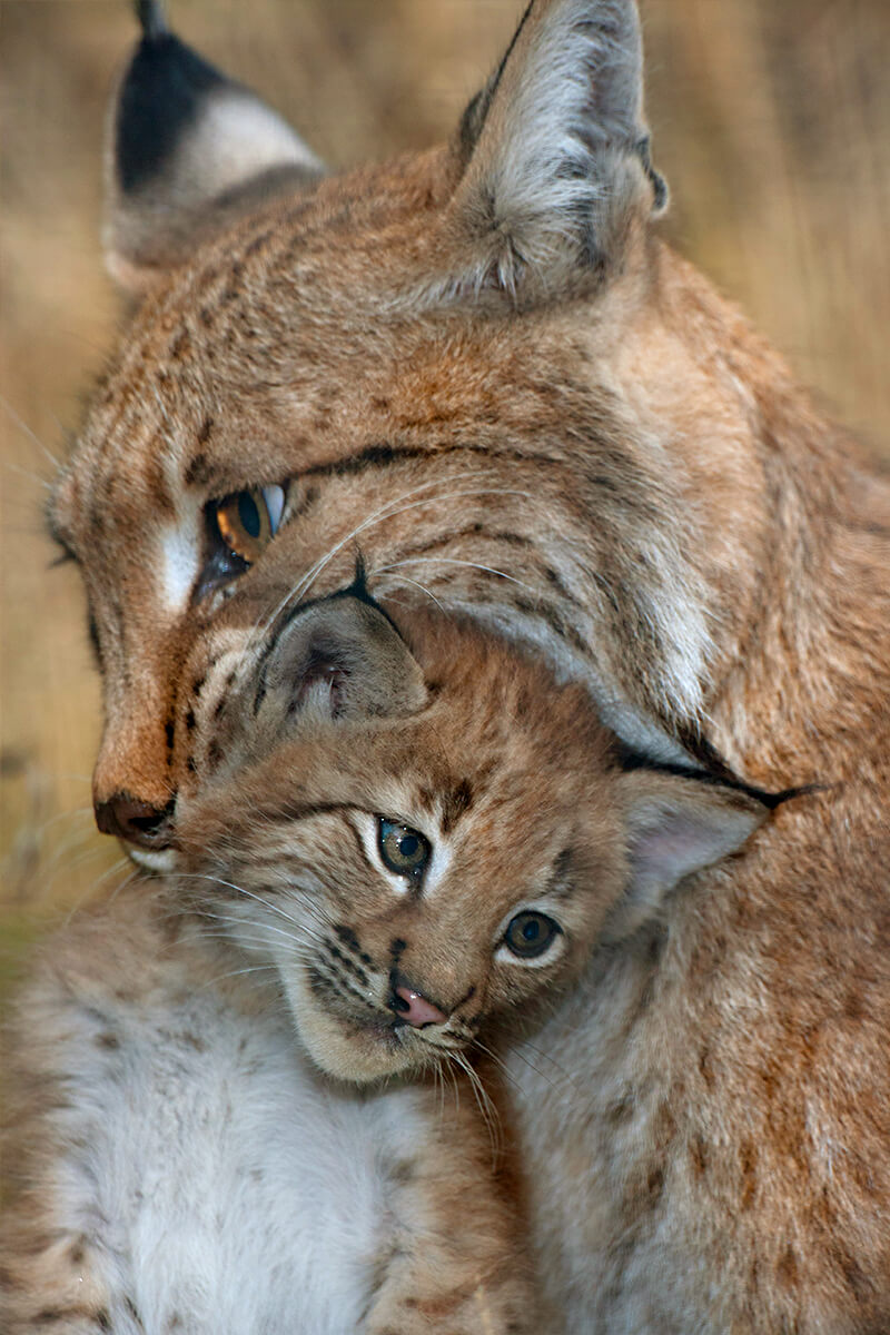 Mother lynx carrying kitten in her mouth