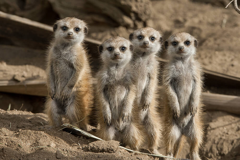 A group of four baby meerkats standing on their hind legs