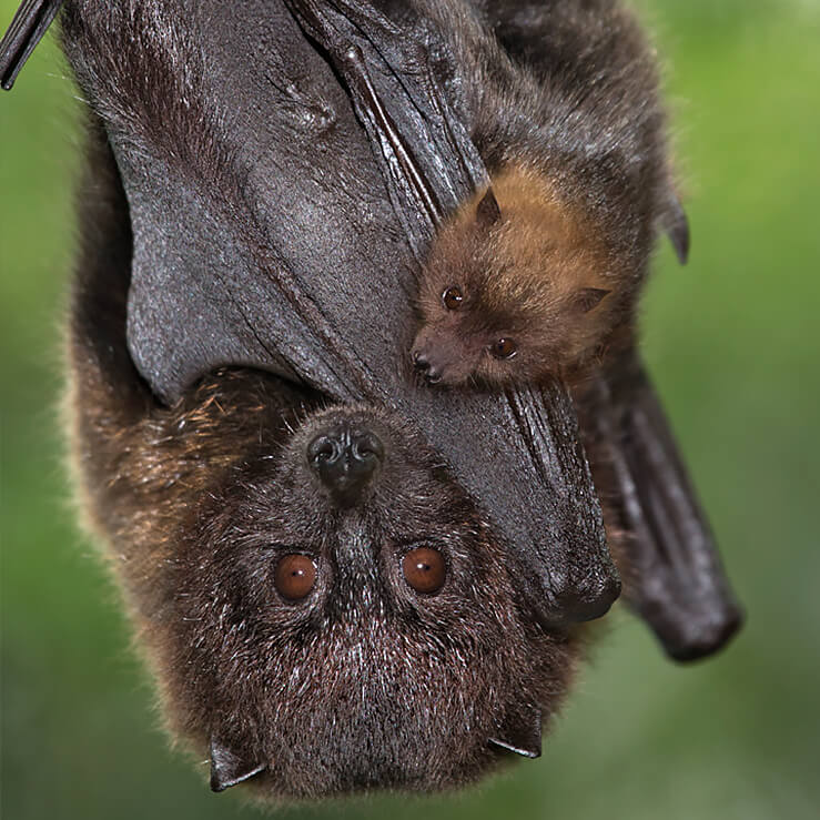 Mother Rodrigues bat and baby hanging upside down